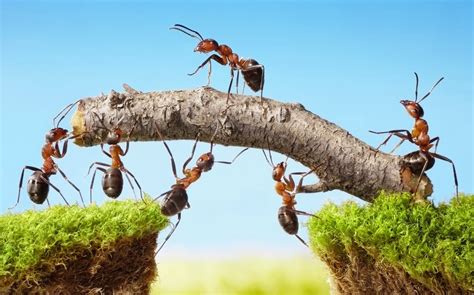 Как создать комфортные условия для обитания муравьев на вашей территории