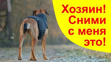 Как создать комфортные условия для сна собаки отдельно от владельцев