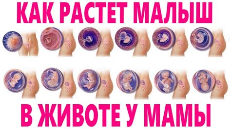 Как создать реалистичный рисунок ребенка в животе