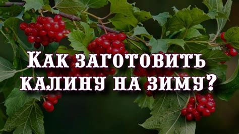 Как укрыть калину на зиму