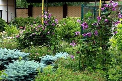 Как успешно садить клематисы рядом с другими растениями