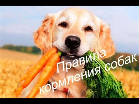 Картофель для собак: правила кормления и польза