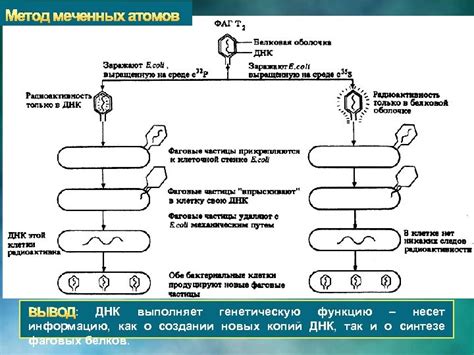 Карьера генетика: секреты успешного становления