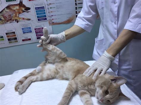 Кастрация кота: важная процедура