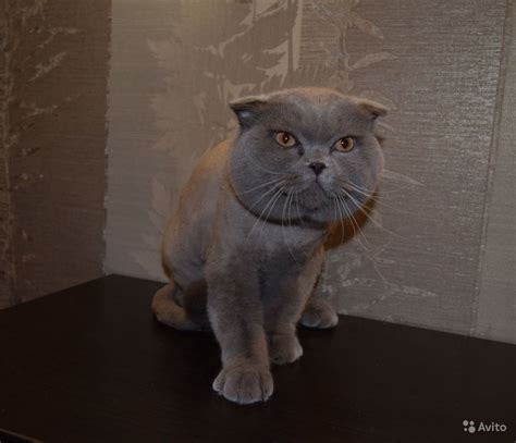 Кастрирование вислоухого шотландского кота