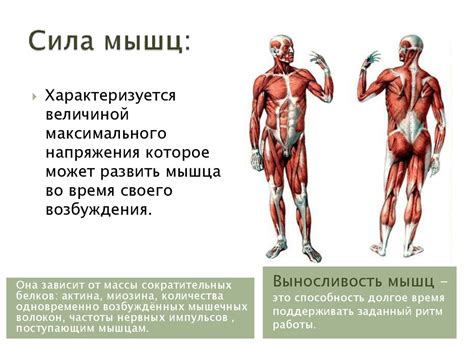 Кефир и восстановление мышц: