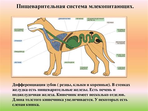 Кит и его пищеварительная система