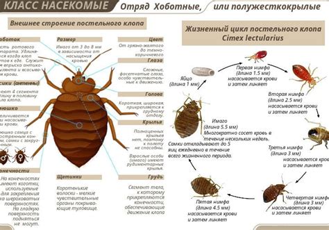 Клопы: советы и отзывы