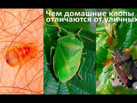 Клопы: эффективные методы и советы
