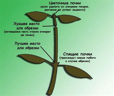 Когда лучше всего обрезать фикус