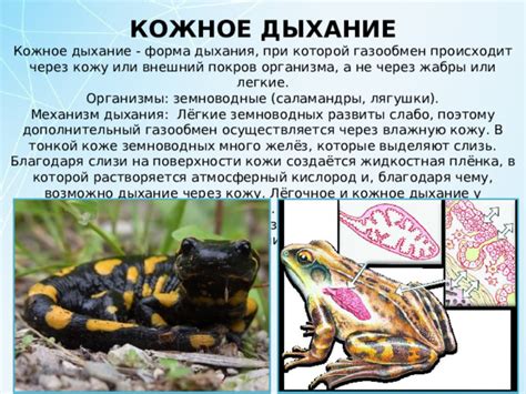 Кожное покровительство