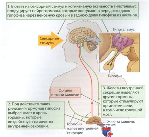 Колокола и их влияние на поведение рыб