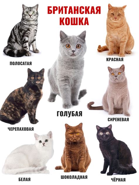 Команды, которые помогут контролировать поведение кошки