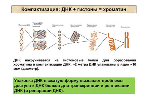 Компактизация памяти