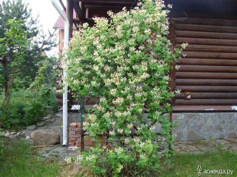 Компаньоны для жимолости каприфоль