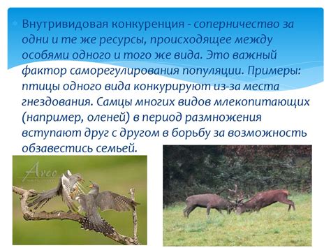 Конкуренция между птицами