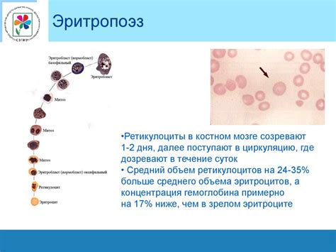 Контроль за уровнем эритроцитов и гемоглобина в организме