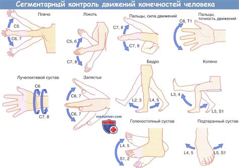 Контроль позиции и движений головы