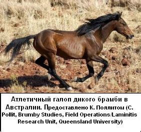 Копыта диких лошадей: основные функции