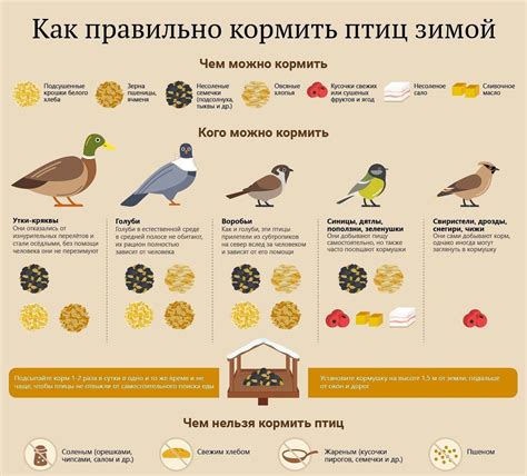 Кормление птиц пшеном:
