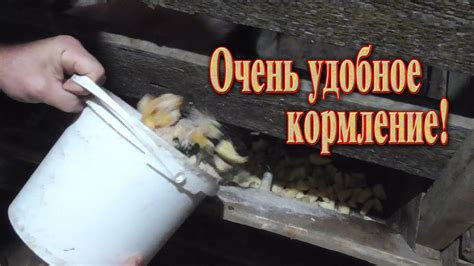 Кормление свиней плесневелым хлебом