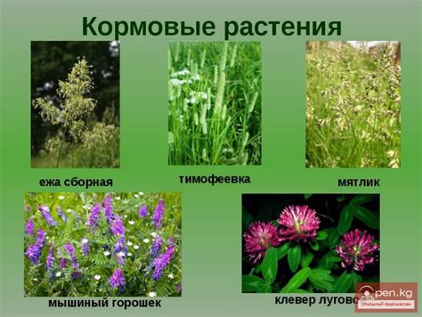 Кормовые растения не попадаются высококачественные