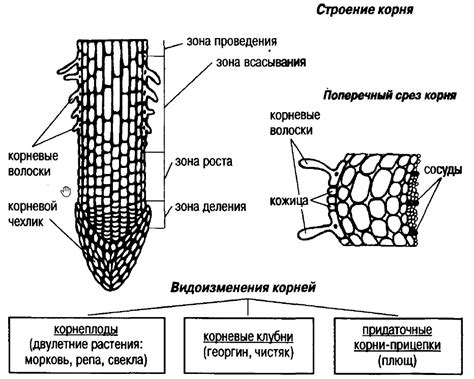Корневые клетки и их свойства
