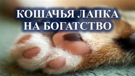 Корректировка давления на лапку