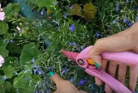 Корректная техника обрезки и ухода за лобелией зимой