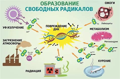 Косточка маслины как источник антиоксидантов и защиты от свободных радикалов