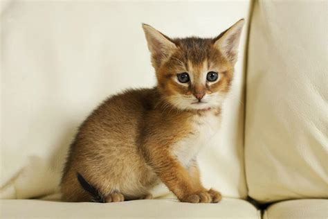 Котенок вялый