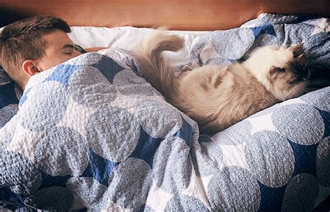 Коты и тепло: почему им нравится быть возле головы