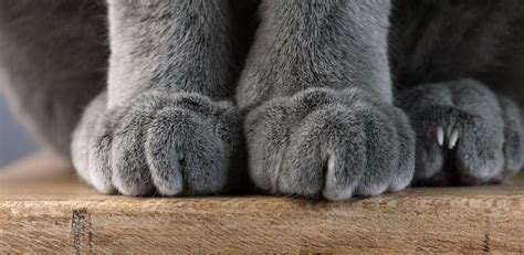 Коты мнут лапами