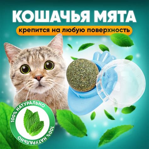 Кошачья мята и игровая активность кошек