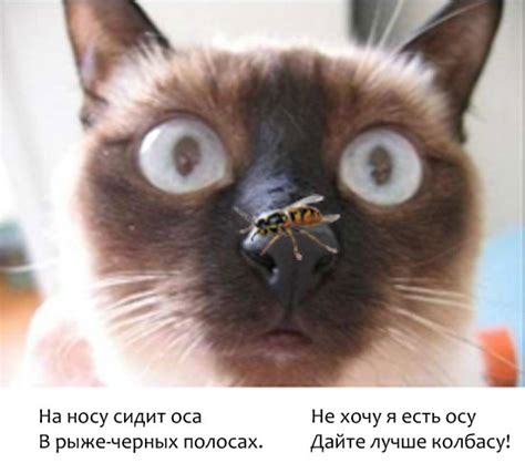 Кошка может вызвать аллергическую реакцию