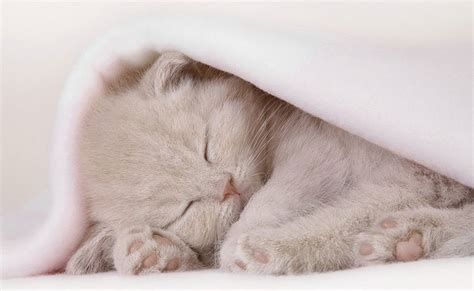 Кошки и их любовь к спрятаться под одеялом