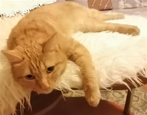 Кошки и их отношение к груди у людей