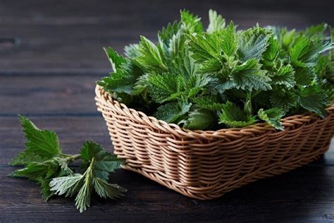 Крапива для купания ребенка: какие свойства может помочь