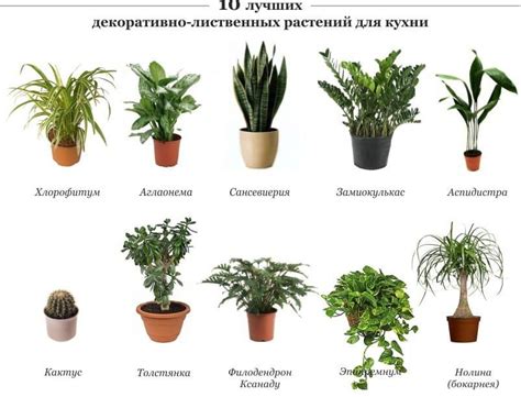 Красивые и полезные растения для дачной кухни