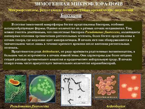 Краснодучность и меченые микроорганизмы
