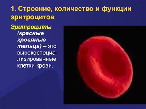 Красные кровяные клетки: основные функции
