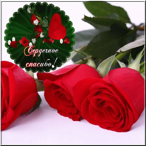 Красные розы и выражение эмоций