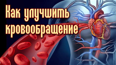 Кровообращение как основной процесс в организме