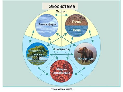 Кроличьи домашние экосистемы в сравнении с привычной природной средой