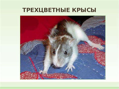 Крысы - одни из самых умных животных