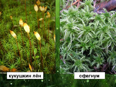 Кукушкин лен и сфагнум: роль в природных экосистемах