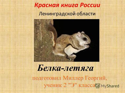 Ласка: статус в Красной книге Ленинградской области