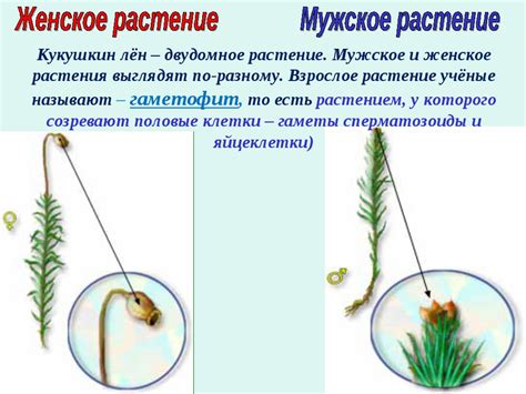 Лен кукушки и его особенности