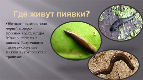Лечебные свойства пиявок в медицине