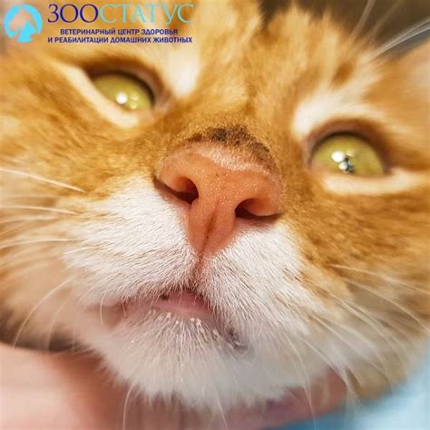 Лечение крипторхидизма у кошек